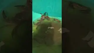 Crab fighting 🦀 #best #animals #reels #crab #fighting #viral #village #shorts #trending #latest