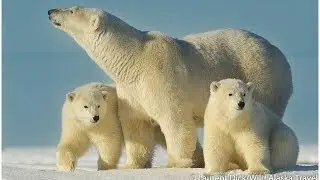 Alaska Polar Bear Viewing and Photo Tours with Wild Alaska Travel