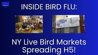 Inside Bird Flu: Live Bird Markets in NY Spreading Flu?