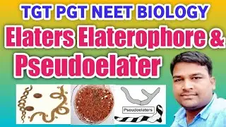 Elaters Elaterophore and Pseudoelater || Difference between elaters Elaterophore and Pseudoelater