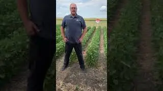Brevant&trade; seeds Soybean Varieties  | Corteva Agriscience Canada
