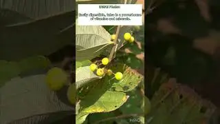 हरा फ़ालसा । Green Phalsa  | Falsa  #phalsa #nimbolifarm #fruit #shorts