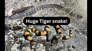 Road cruising the Perth coastal plain for Tiger Snakes and rare colorful fossorials!