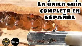 Guía completa para criar myrmecosystus (hormigas mieleras) | ANT LIFE