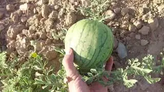 A Sea of Local Rainfed Watermelons