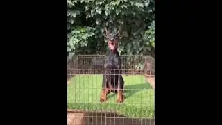 Import Line European Doberman  Puppies with KCI 🐾 Kolkata and all India Delivery 📞 70035 70981
