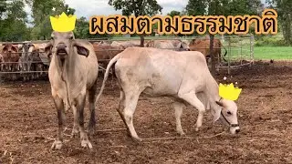 ผสมพันธ์ุโคตามธรรมชาติ @familyfarm9339