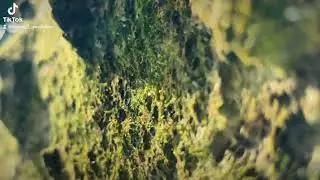 Mini 🌎 world of nature #nature #srilanka #fyp #shorts #viral