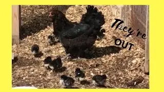 They're OUT!  Broody Hen Takes the Chicks Outside