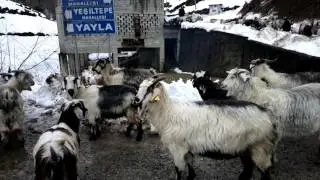 Ağaçseven Köyünde Sabah Vakti Keçilerin Salınması 2016.01.07