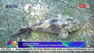 11 FEB 2024 - SPM - CERITA PAGI KEDAH: IKAN UBI SECARA KOMERSIL UNTUK TAMPUNG PERMINTAAN