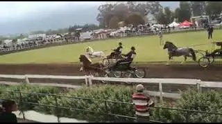 Section A Welsh Pony Senior Stallion Championship - WPCS, Africa Gold Medal Show 2019