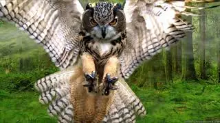 Owl Bird Wings Feathers Forest | Beautiful Video | Creative Common | Pixabay