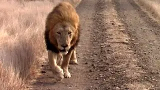Huge Ngotso Male Lions On Territorial Patrol