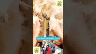Birds wings management and technology in factories #birds #wings #agriculture #poultryindustry