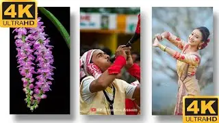 Bohag Bihu 4k full screen Whatsapp status video || bohag bihu status video || SP Creation Assam