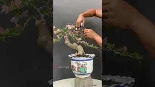 The Beauty of Bougainvillea Bonsai Trees