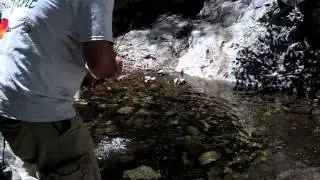Wild Rainbow Trout Cucamonga Wilderness