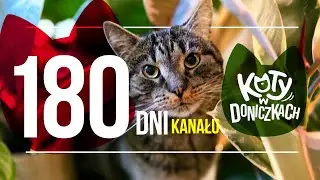 180 dni kanału Koty w doniczkach. Najlepsze momenty /The best of. O czym jest ten kanał?