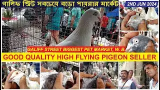 Top Pigeon Seller At Galiff Street Market - Don't Miss Out! High-flying Quality Pigeons For Sale!