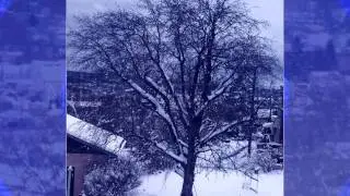 Snow Project 2.21.11