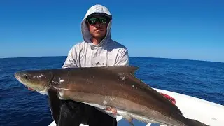 How 2 Tuesday -  Landing a Cobia with Austin Hayne - Episode #671