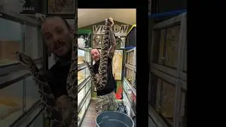 Largest Rattlesnake Hybrid in the World ! Cross between an Eastern and Canebrake 🔥 #giant  #largest