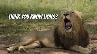 Quirky African Lion Facts You Probably Didn&rsquo;t Know! #lion