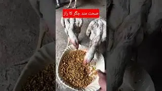 Health tips for Aseel White &Otilde; Shamo Chicks 💪🏻🐔 by Dr. Hami X Dani Guides #shamo #aseel #aseellovers