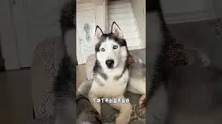 Dog: What's the Big Deal with a Little Paw Press? Why So Much Fuss?