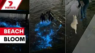 Water in Port Phillip Bay lighting up at night - What's the cause? | 7NEWS