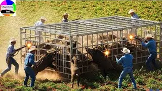 Texas&rsquo; Mind-Blowing Method to Snare Millions of Destructive Wild Hogs!