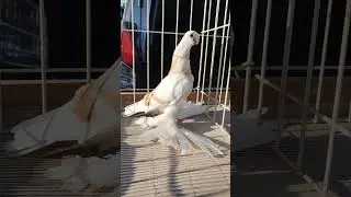 #gołębie #ozdobne #pigeon #blauwinder #pasiak #kr&oacute;tkodzioby #hodowla