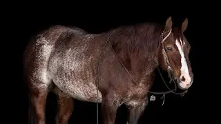 🎸Rockstar🎸 2017 AQHA Gelding - Offered May 22-26 @ https://bid.schmitthorseranch.com/