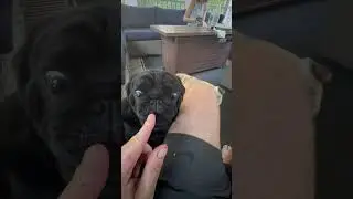 Pugs love food!