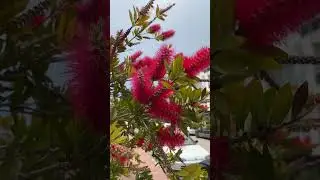 Callistemon 🌺