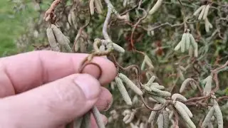 Что делать зимой?  Посмотреть на пчёл и подумать)))11. Dezember 2024