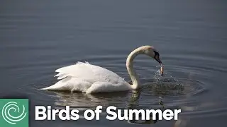 Birding for Beginners: Birds of Summer
