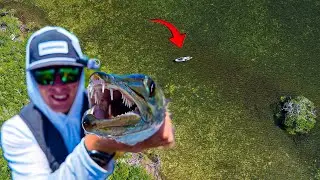 Exploring EPIC FLATS and BRIDGES in the FLORIDA KEYS! (snook, tarpon, and barracuda)