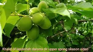 Darora spring season beautiful paradise