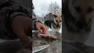 Cooking perch on the grill😋 / Приготовление окуня на гриле😋