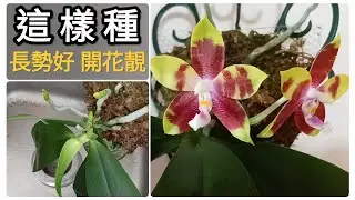 原生種蝴蝶蘭花好美 這樣的種植方法 長勢好 管理簡單26/6/2023