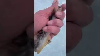 Бассейн на рыбалке&hellip; Бельдюга
