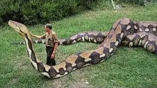 One for the Whole World! These Animals Broke All Records