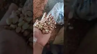 Split Groundnut For Oil Purpose | Temple Mart