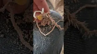 🌱🪨 Выращиваю в своих минералах Азомит