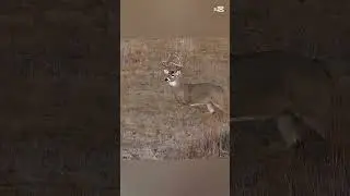 The Majestic Run of the Wild King 🦌✨&rdquo;#WildShots #MajesticDeer #NaturePerfection #WildlifePhotograp