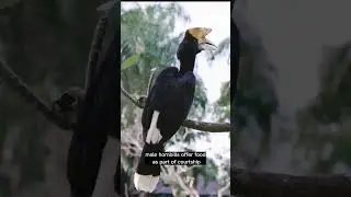 Hornbill | One Of The Most Unique Birds #shorts #birds #unique