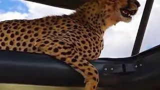 This Cute Cheetah Surprised Our Guests During The game drive.