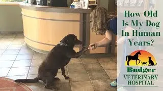 How Old Is My Dog In Human Years? | Badger Veterinary Hospital